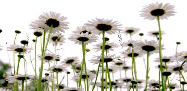 picture of flowers